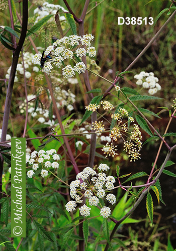 Spotted Water-hemlock (Cicuta maculata)